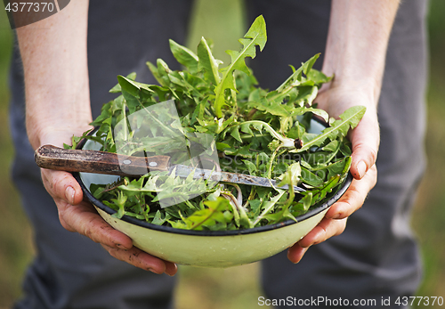 Image of Dandelion salad