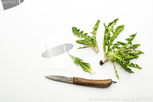 Image of Dandelion salad