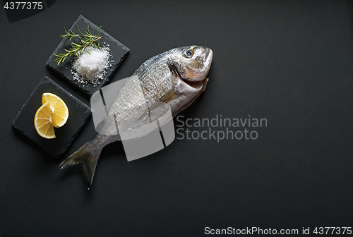 Image of Fish 