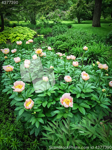 Image of Pink peony in the beautiful summer garden