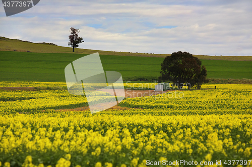 Image of Canola crops rural Australia