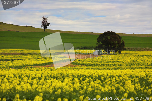 Image of Canola crops rural Australia