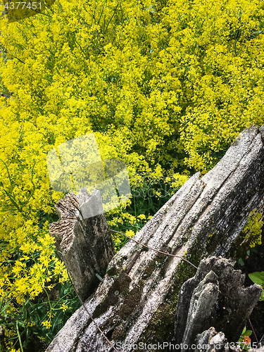 Image of Blooming dill growing behind rustic wooden fence