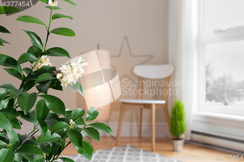Image of Blooming lemon tree in a cozy living room with a view