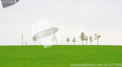 Image of Trees on a green spring field