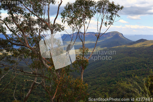 Image of Magpie in gumtree Blue Mountains Australia