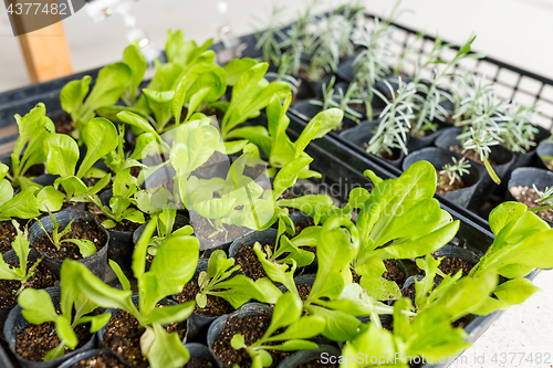 Image of Sprout in potted