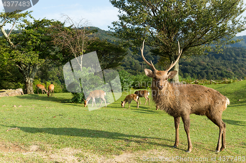 Image of Duck Nara deer 