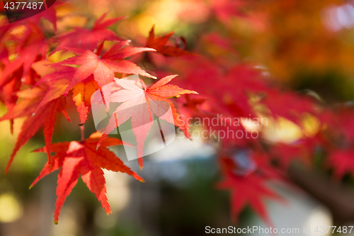 Image of Maple tree in autumn