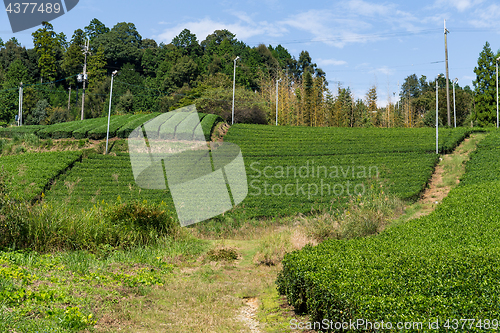 Image of Fresh Green Tea farm