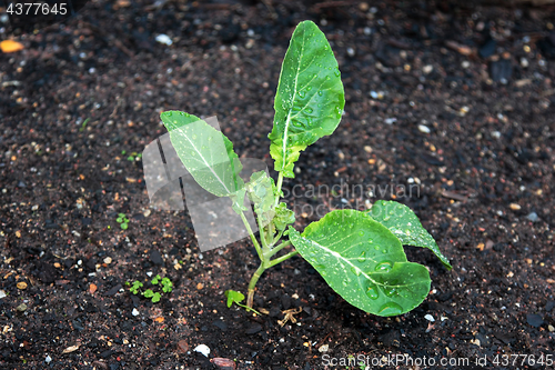 Image of Cauliflower Plant