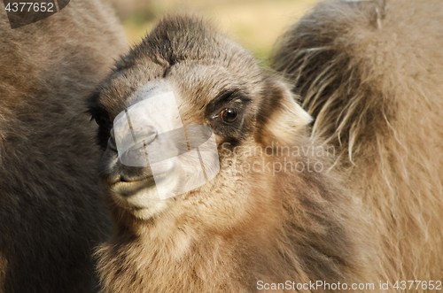 Image of Young Of Camel