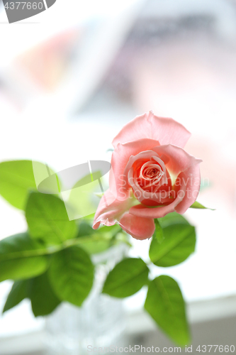 Image of Beautiful pink rose closeup