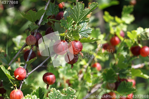 Image of Gooseberry branch with ripe berries 