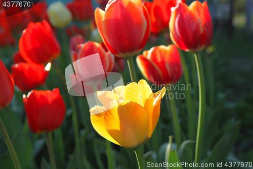 Image of Beautiful bright red and yellow tulips