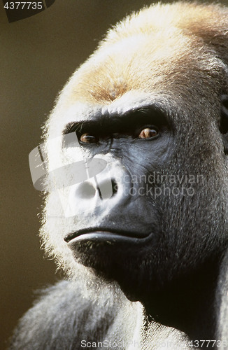 Image of Mean gorilla.