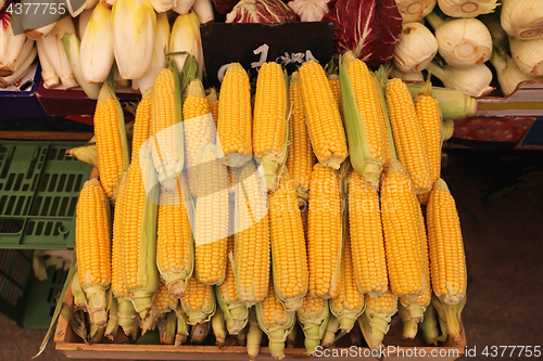 Image of Maize