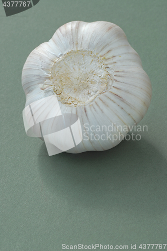 Image of Garlic