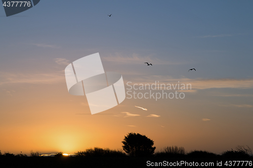 Image of Dawn and |Birds