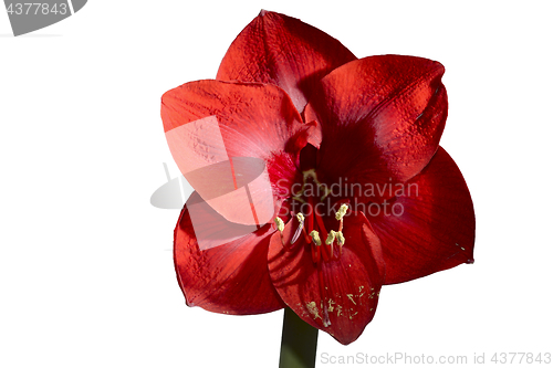 Image of blooming red amaryllis on white background