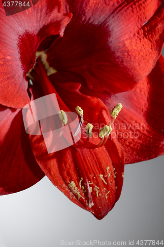 Image of closeup of a blooming amaryllis flower