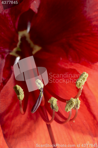 Image of closeup of a blooming amaryllis flower