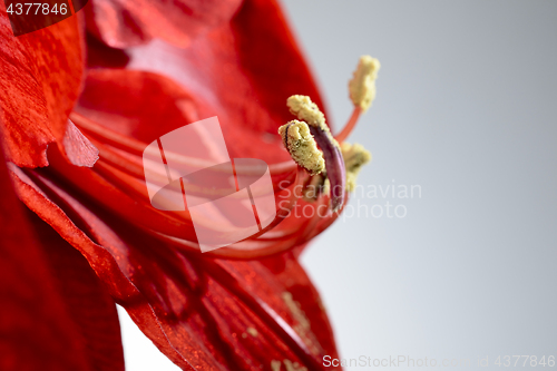 Image of closeup of a blooming amaryllis flower