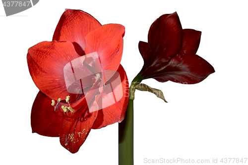 Image of beautiful red amaryllis on white background