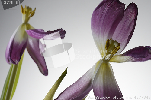Image of withering tulip flowers on a white