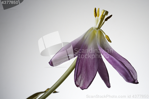 Image of withering tulip flower on a white