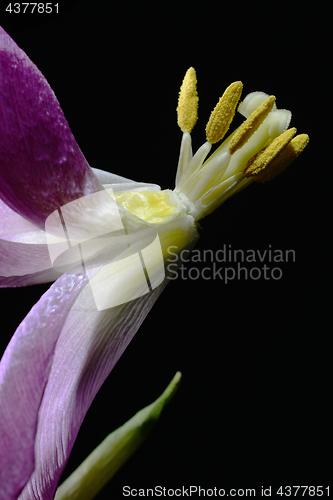 Image of withering tulip flowers on a dark 