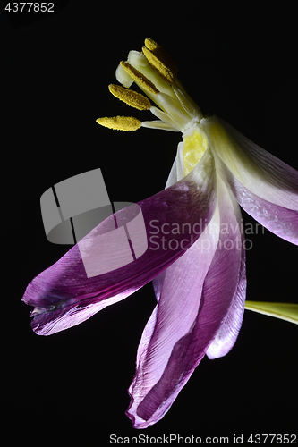 Image of withering tulip flowers on a dark