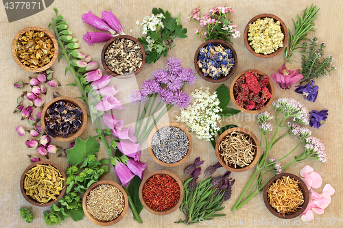 Image of Herb and Flower Medicinal Selection