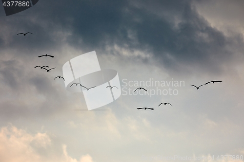 Image of Birds Flying in Twilight