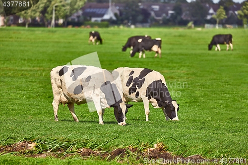 Image of Cows on a farm