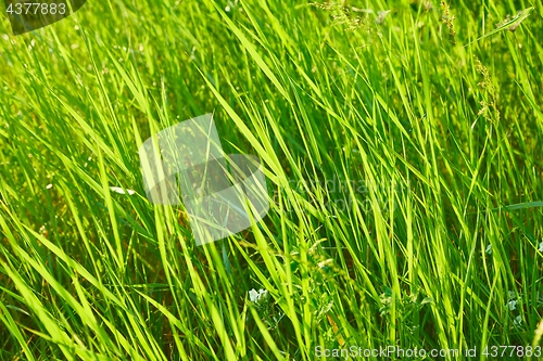 Image of Green Grass Field