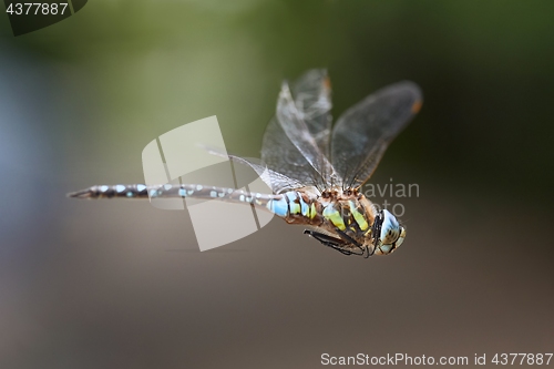 Image of Dragonfly in flight