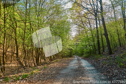 Image of Forest walking route