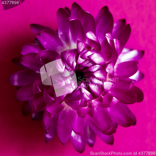 Image of A flower head of everlasting flower (strawflower). Top view 