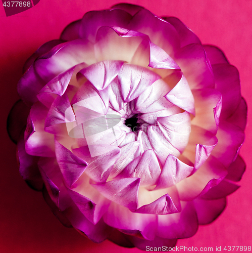 Image of A flower head of everlasting flower (strawflower). Top view 