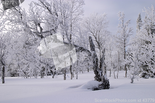 Image of Cold winter day, wood with trees frozen and white for ice and snow, V&#229;l&#229;dalen, north Sweden