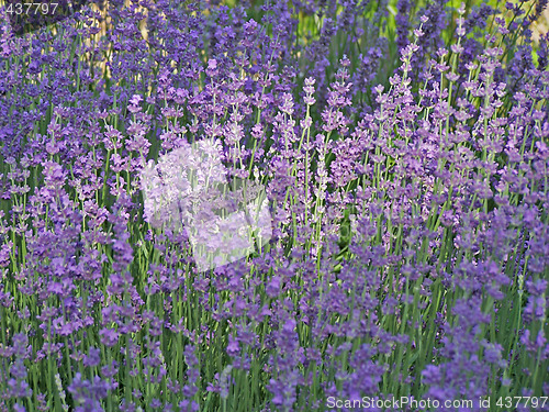 Image of Lavender in June