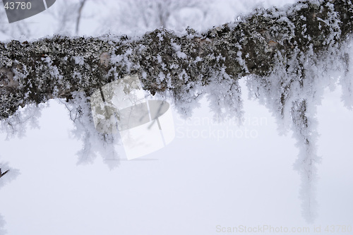 Image of Cold winter day, tree branch frozen and white for ice and snow soft and delicate crystals, V&#229;l&#229;dalen, north Sweden