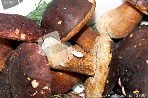 Image of Dark boletus mushrooms