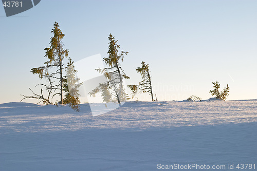 Image of The delicate colour of sunset light on snow, late winter afternoon in Lapland, V&#229;l&#229;dalen, north Sweden