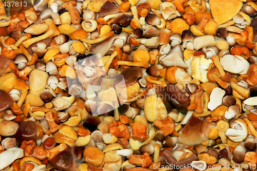 Image of Various mushrooms
