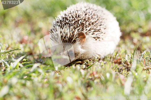 Image of  African white- bellied hedgehog 