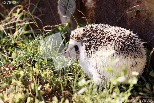 Image of  African white- bellied hedgehog 