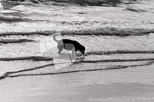 Image of Playing dog on the beach