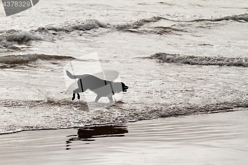 Image of Playing dog on the beach